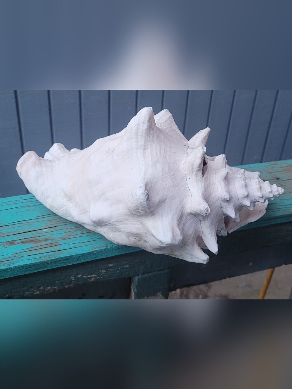 Large Pink and White Conch Shell - Picture 6 of 6
